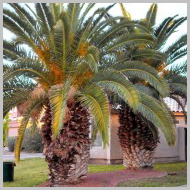 date-palms