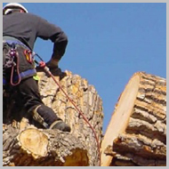 safe-tree-removal
