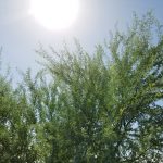 Arizona Shade Trees That Don’t Shed