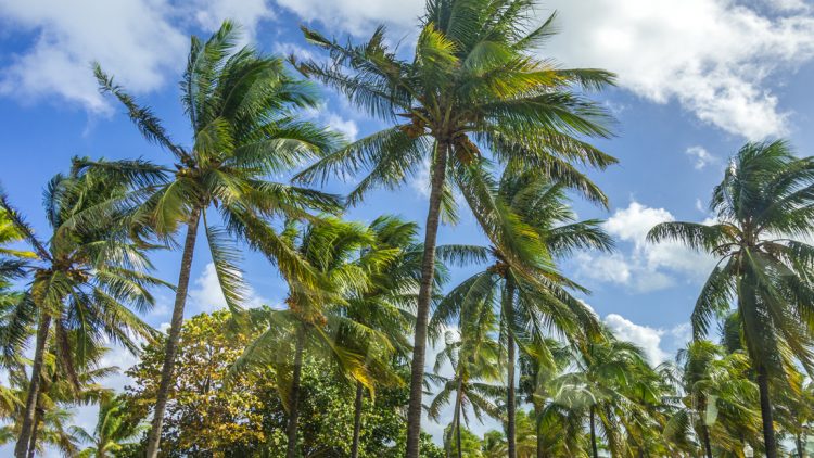 How Fast Do Palm Trees Grow