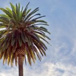 How To Trim A Queen Palm Tree