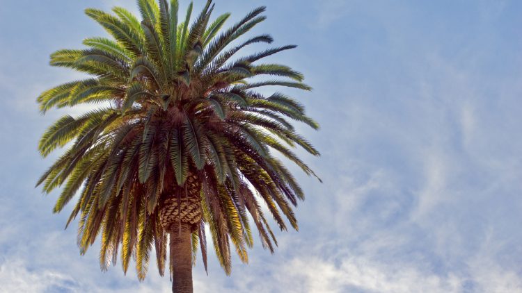 How To Trim A Queen Palm Tree