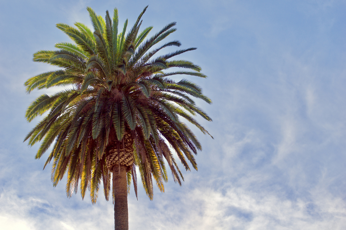 How To Trim Queen Palm Trees - Tree Wise Arborists AZ